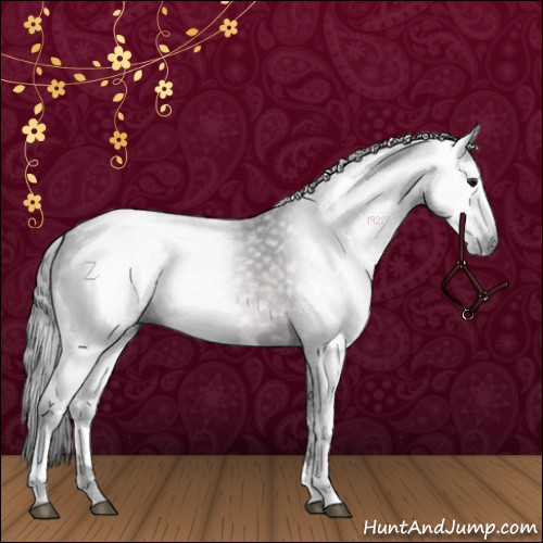Horse Color:Gray White Spotted Brown 