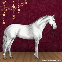 Horse Color:Gray White Spotted Brown 
