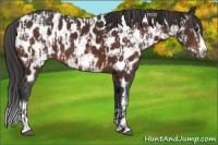 Horse Color:Brown Sabino Splash Appaloosa  and Brown Sabino Splash Frame Appaloosa 