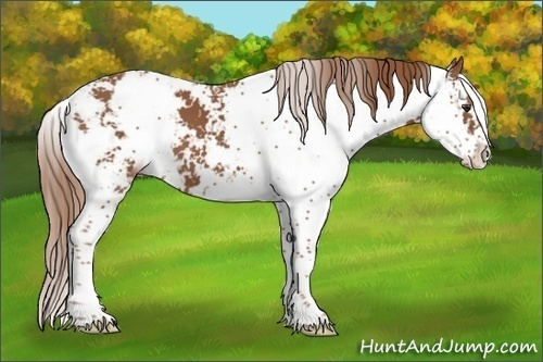 Horse Color:Chestnut Sabino 