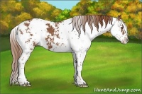 Horse Color:Chestnut Sabino 
