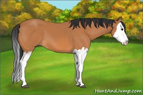 Horse Color:Bay Splash 