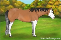 Horse Color:Bay Splash 