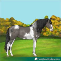 Horse Color:Grullo Sabino Tobiano