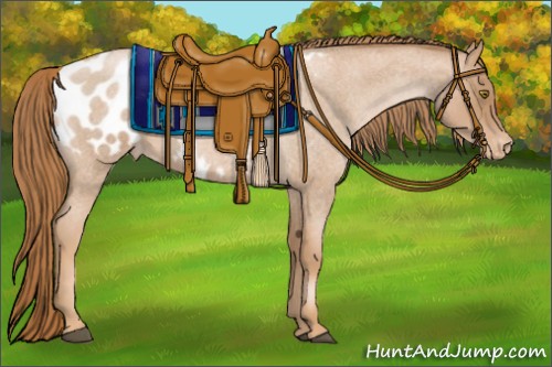 Horse Color:Red Roan Pearl Appaloosa