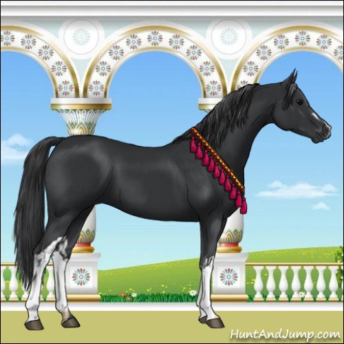 Horse Color:Black  and Black 