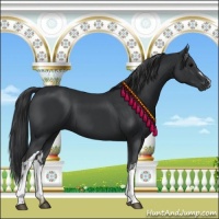 Horse Color:Black  and Black 