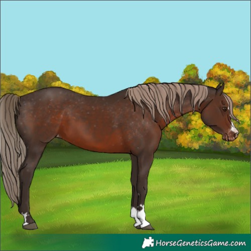 Horse Color:Liver Chestnut Varnish 