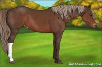 Horse Color:Liver Chestnut Appaloosa 