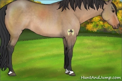 Horse Color:Brown Dun Rabicano 