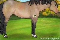 Horse Color:Brown Dun Rabicano 