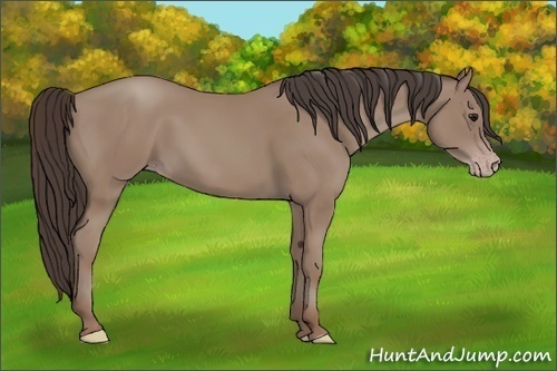 Horse Color:Classic Champagne 