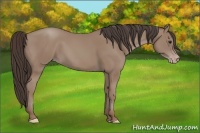 Horse Color:Classic Champagne 