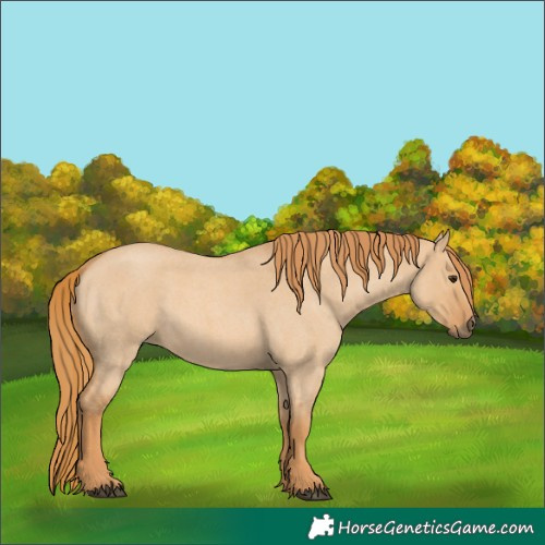 Horse Color:Red Dun Roan 
