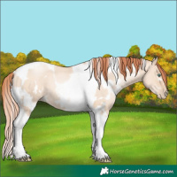 Horse Color:White Spotted Classic Champagne Pearl Dun Tobiano 
