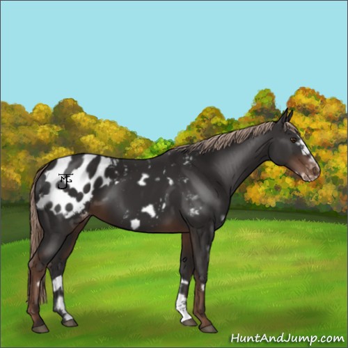 Horse Color:White Spotted Liver Chestnut Frame Appaloosa 
