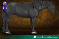 Horse Color:Black 