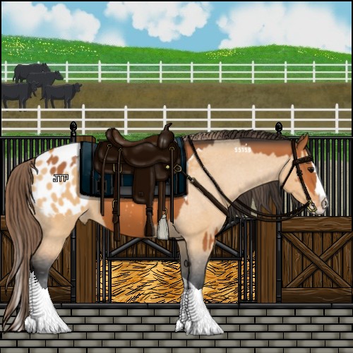 Horse Color:Bay Splash Tobiano Appaloosa  and Bay Dun Splash Tobiano Appaloosa 