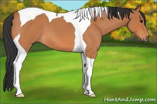Horse Color:Bay Roan Tobiano 