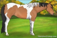 Horse Color:Bay Roan Tobiano