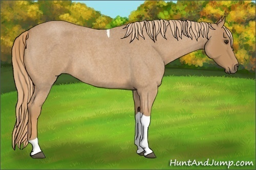 Horse Color:Red Roan Tobiano 
