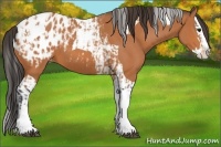Horse Color:Bay Splash Tobiano Appaloosa  and Bay Splash Tobiano Appaloosa 