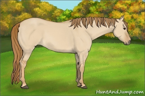 Horse Color:Red Dun 