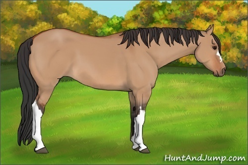 Horse Color:Bay Dun 