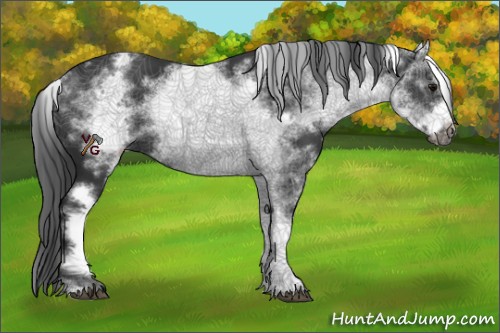 Horse Color:White Spotted Black Frame 