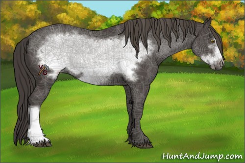Horse Color:Smoky Black Frame