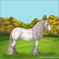 Horse Color:Red Dun Appaloosa  and Red Dun Appaloosa 