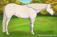 Horse Color:Perlino 