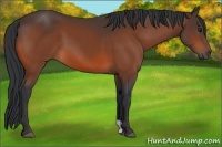 Horse Color:Brown 
