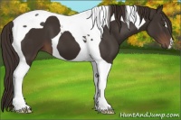 Horse Color:Liver Chestnut Tobiano 