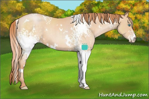 Horse Color:White Spotted Buckskin Pearl 