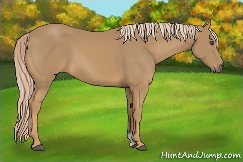 Horse Color:Palomino