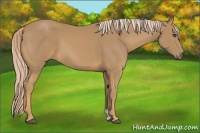 Horse Color:Palomino