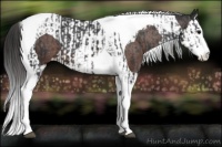 Horse Color:Brown Splash Tobiano Appaloosa  and Bay Splash Tobiano Appaloosa 