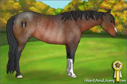 Horse Color:Brown Rabicano 