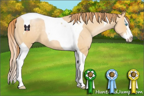 Horse Color:Buckskin Pearl Splash Tobiano 