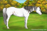 Horse Color:Bay Splash Tobiano Appaloosa  and White Spotted Bay Splash Tobiano Appaloosa 