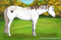 Horse Color:White Spotted Brown Pearl Dun Sabino Splash 