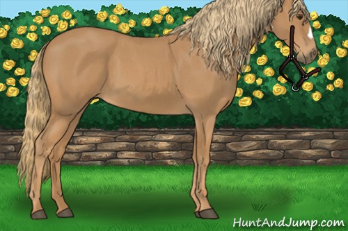 Horse Color:Red Roan