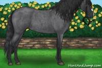 Horse Color:Blue Roan 