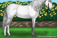 Horse Color:Gray Liver Chestnut 
