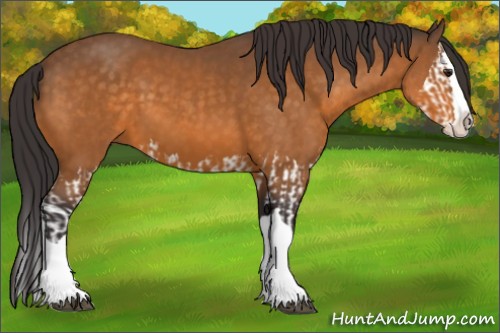 Horse Color:Buckskin Splash and Buckskin Splash