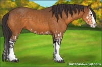 Horse Color:Buckskin Splash and Buckskin Splash