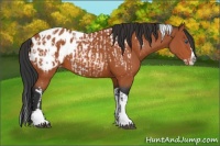 Horse Color:Bay Splash Tobiano Appaloosa  and Bay Splash Tobiano Appaloosa 