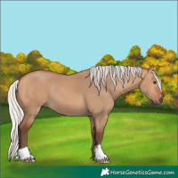 Horse Color:Silver Bay Dun