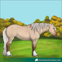 Horse Color:Silver Bay Dun 